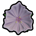 Angry Blossom